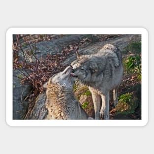 Gray Wolves Sticker